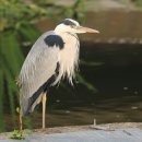 광주광역시야생동물구조관리센터 이미지