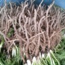 하얀민들레 이미지