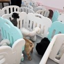 딩굴댕굴 애견호텔 유치원 이미지