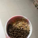 도그밥상 이미지