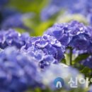 수국정 이미지