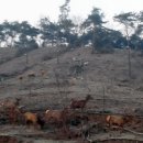 사슴자연 방목장 이미지