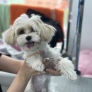 수원-0591 이미지