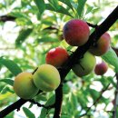 자두나무Japanese Plum , 李 , スモモ酢桃Prunus salicina, 자도나무, 오얏나무, 자두 이미지