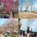 자유란 | 후쿠오카 자유여행 패키지 단독 일정 일본 벚꽃여행 후기