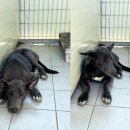 오천점기아오토큐 이미지