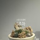 선인장디자인 | 플랜테리어ㅣ스튜이오콩테ㅣ5주차 후기 🌵 선인장 합식 디자인 + 컬러 이론까지