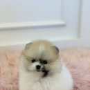 야옹아멍멍해봐 이미지