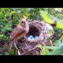 Bird hatching and brooding (HD) 이미지