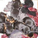 애견가족 이미지