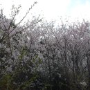 산호대로 이미지