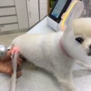 24시 명동물메디컬센터 이미지