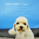 코코 펫 미용 이미지