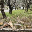 대추공인중개사사무소 이미지