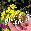 [산국, 야국화] 침침한 노인성 눈을 초롱 초롱~!! 만성두통, 어지럼증, 간 기능회복에 매우 좋다. 이미지