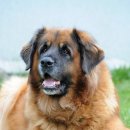 도그레온 이미지