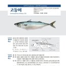 어류 이미지