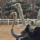 미광목장 이미지