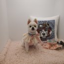 투숑펫살롱 이미지