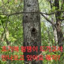 44매니아