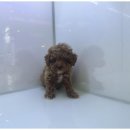 도그마루 이미지