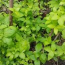 더덕농장 이미지