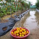 자경농장 이미지