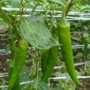 그린힐민박 이미지