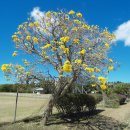 Tabebuia Jaune 이미지