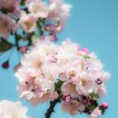 중앙장식 이미지