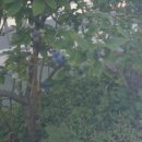 앵화농장 이미지