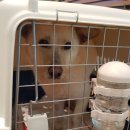 밍밍켄넬 이미지