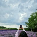 주식회사 케이플러스팜 | 삿포로 여름 비에이 후라노 팜토미타 인디고 트래블 투어 내돈내산 후기 (feat.쥰페이 점심)