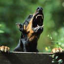 DOBERMAN Daum카페