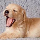 한국동물혈액은행 동물병원 이미지