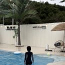 모래알 애견동반 온수풀펜션 | 인천 영흥도 애견동반펜션 온수풀펜션 💟글램하이💟 내돈내산 아쉬운점