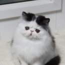 CatFlower