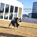 스타독스 이미지