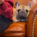 넥서스켄넬 이미지