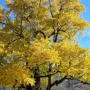 의령 세간리 은행나무 | 의령 세간리 은행나무 25년 11월 16일 방문 후기