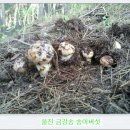 흥국농장 Daum카페