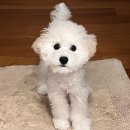 비비드봉 | 광안리 강아지미용실 추천 비비드봉 워리 첫 배냇미용 후기 전후비교 사진 있음