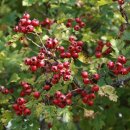 산사나무한의원 이미지