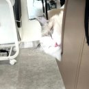 다옴헤어살롱 네이버블로그