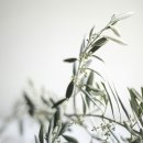 올리브나무 이미지