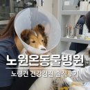 독산온동물병원 | 꼼꼼해서 만족스러웠던 노원온동물병원 8살 강아지 건강검진 후기