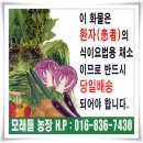 [대한암예방학회 발표 항암식품]중 하나인 녹즙 및 효소用 신선초(神仙草, 학명 : Angelica)를 판매합니다 이미지