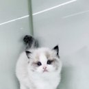 익산원펫 네이버블로그