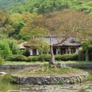 울돌목 숭어