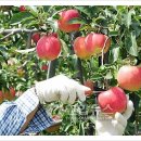 아영면 오산마을 이미지